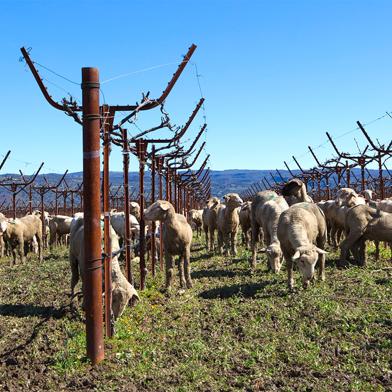 Sheep Grazing at the Clif Family Vineyard
